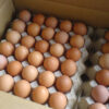 Fertilized Chicken Eggs