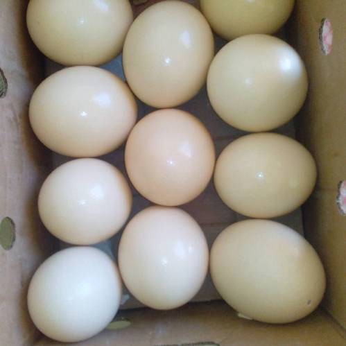 Ostrich Chicks and Fertile Ostrich Eggs