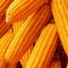 Maize/Corn