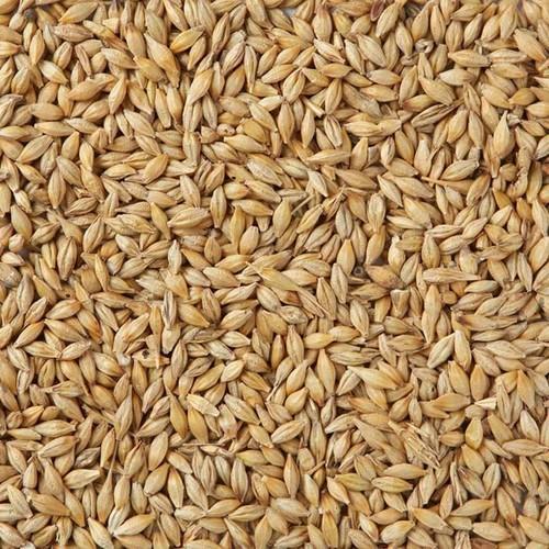 Malt Barley